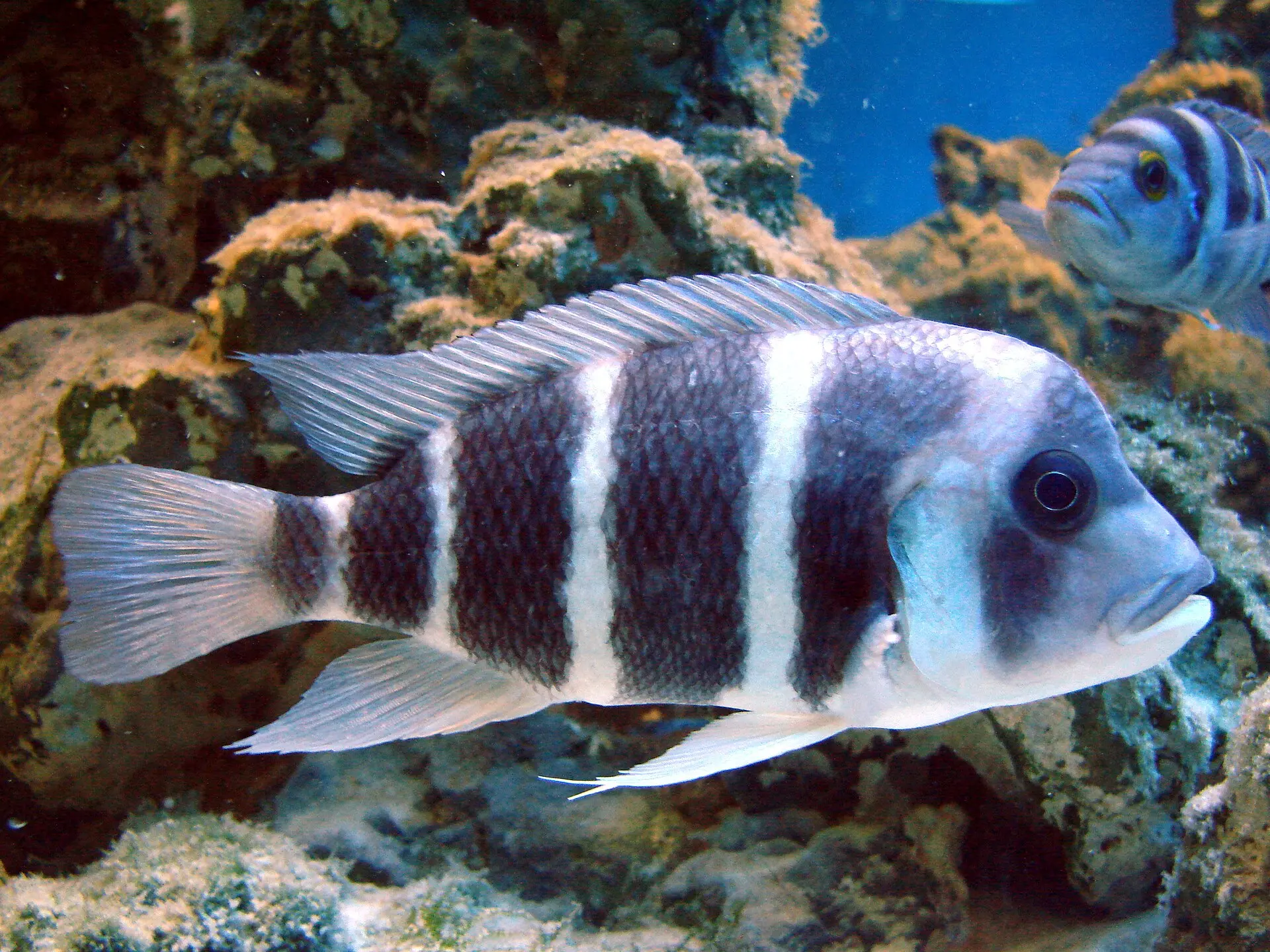 Cyphotilapia frontosa mit dunklen Querbändern vor einer Felskulisse