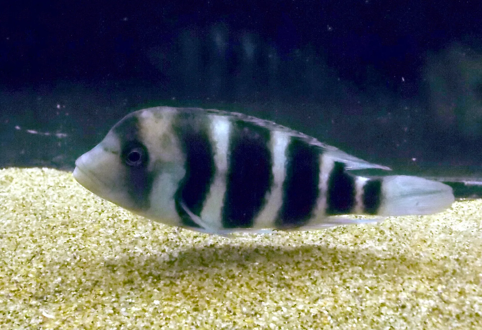 Cyphotilapia gibberosa mit dunklen Querbändern in Seitenansicht