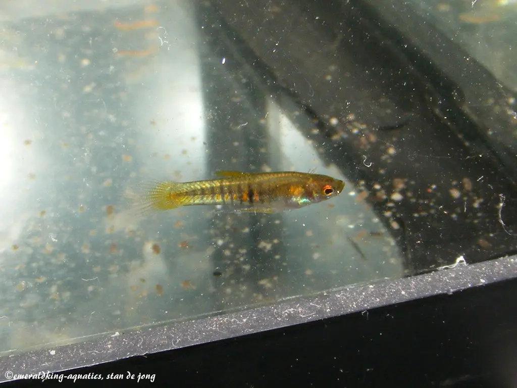 Adultes Männchen von Neoheterandria elegans in einem Aquarium