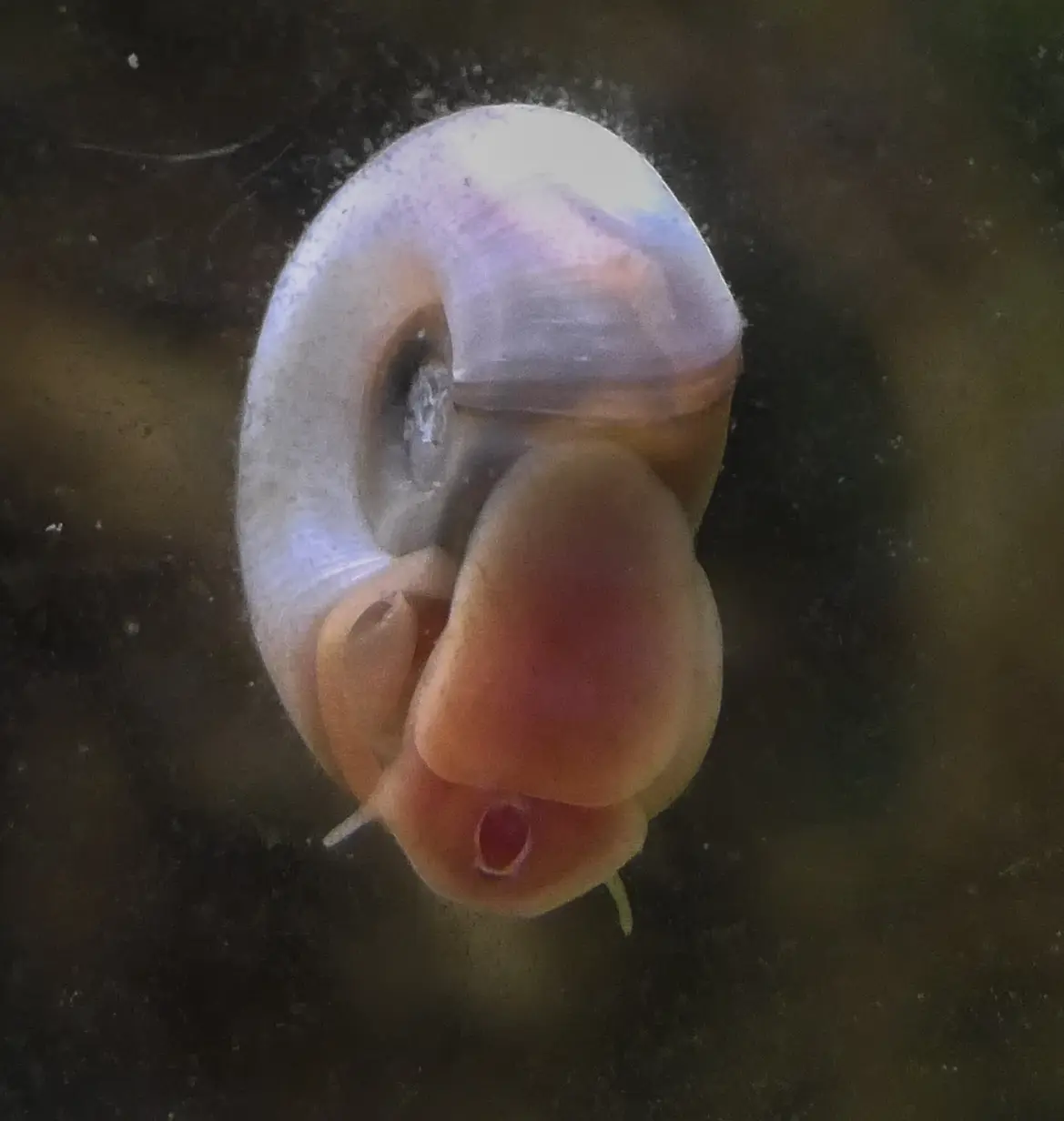Unterseite einer Posthornschnecke an einer Aquarienscheibe